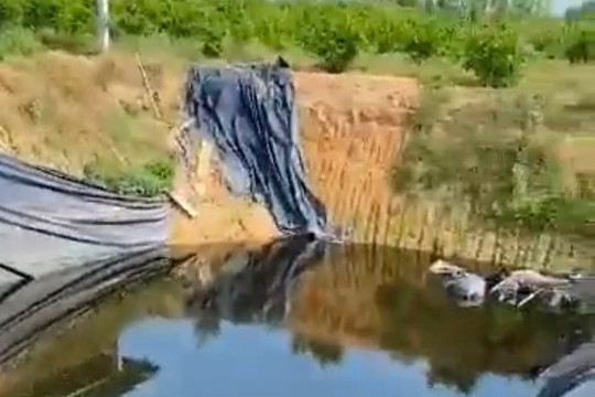 Giếng nước nhuộm vàng, bốc mùi ở Quảng Ngãi: Do nước thải chăn nuôi 