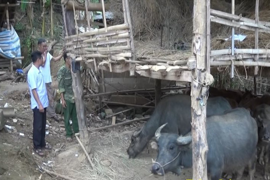 Điện Biên: Người dân tộc thiểu số đưa gia súc ra khỏi gầm sàn