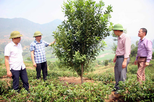 Than Uyên (Lai Châu): Phát triển trồng mắc ca thành vùng nguyên liệu