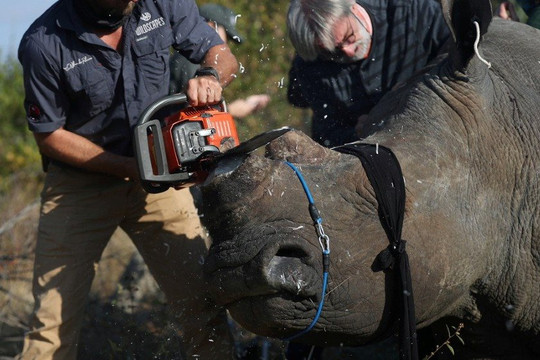 Nam Phi cưa bỏ sừng tê giác để ngăn chặn nạn săn trộm