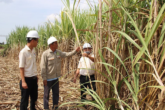 Vietsugar nỗ lực cùng nông dân phát triển vùng nguyên liệu mía