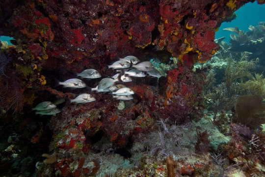 Các rạn san hô có thể dừng phát triển trong 10 năm tới do biến đổi khí hậu