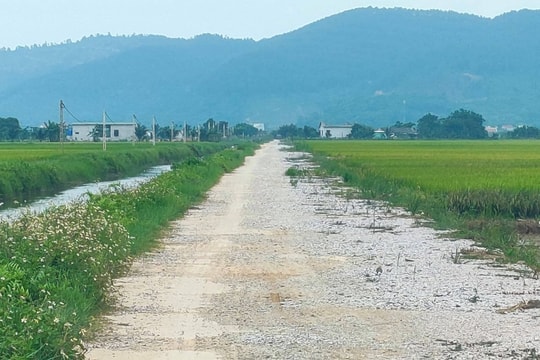 Hà Trung (Thanh Hóa): Chưa chuyển mục đích sử dụng đất, vẫn phê duyệt dự án