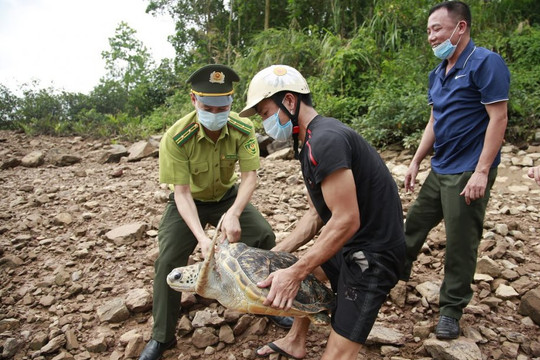 Quảng Ninh: Thả cá thể rùa biển nặng 22kg về môi trường tự nhiên