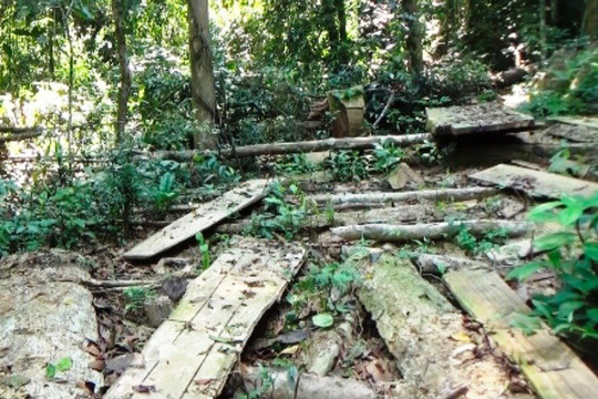 Quảng Ngãi: Chặt phá rừng trái phép, 3 cá nhân bị xử phạt 250 triệu 