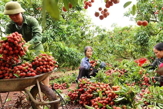 Chính phủ gỡ khó đầu ra cho nông sản tỉnh Bắc Giang