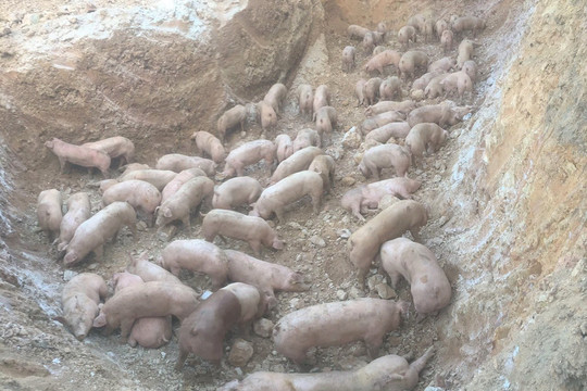 Quảng Trị: Tiêu hủy lô lợn nhập khẩu bị dịch tả lợn Châu phi