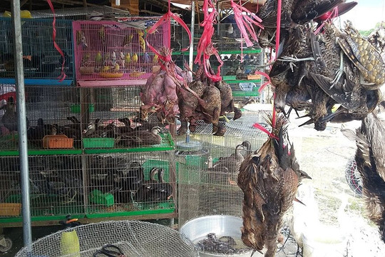 Hơn 90% người Việt Nam ủng hộ đóng cửa các chợ bán động vật hoang dã và cấm phá rừng 