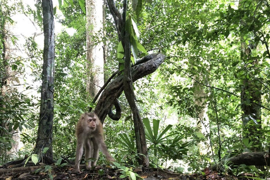 Hà Tĩnh: Thả bảy cá thể khỉ đuôi lợn về Vườn quốc gia Vũ Quang