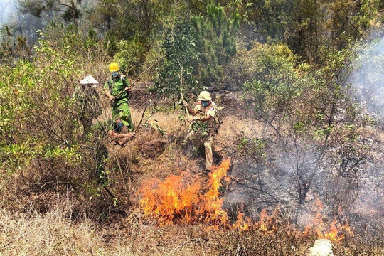 Quảng Nam: Điều tra và xử lý nghiêm các vụ cháy rừng vừa qua trên địa bàn
