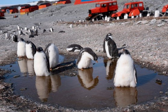 Chim cánh cụt có nguy cơ mất môi trường sống cao nhất do biến đổi khí hậu