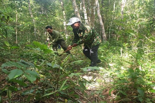 Đắk Nông: Công tác quản lý, bảo vệ rừng từng bước được ổn định