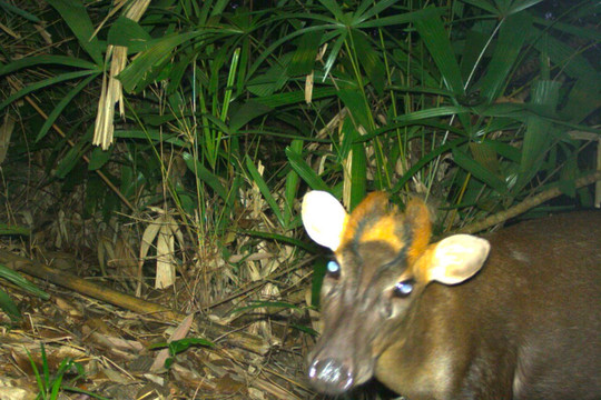 Nhiều động vật hoang dã quý hiếm, nguy cấp được phát hiện nhờ bẫy ảnh tại Thừa Thiên Huế