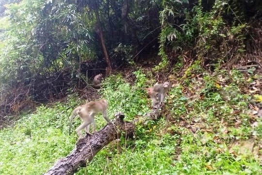 Huế: Thả hàng chục cá thể động vật hoang dã về rừng