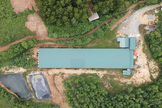 Quảng Bình: Trang trại heo hàng nghìn mét vuông xây dựng trái phép