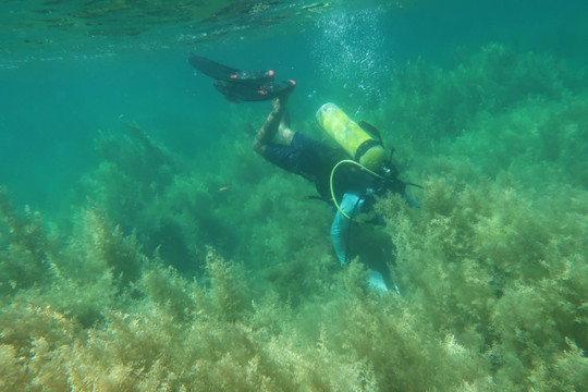 Quan trắc đánh giá rạn san hô và nguồn lợi thủy sản Vịnh Quy Nhơn 