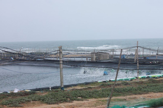 Quảng Ngãi: Ô nhiễm môi trường từ nuôi tôm dọc bờ biển 