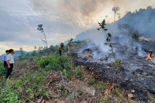 Cháy rừng thông hàng chục năm tuổi ở Thừa Thiên Huế