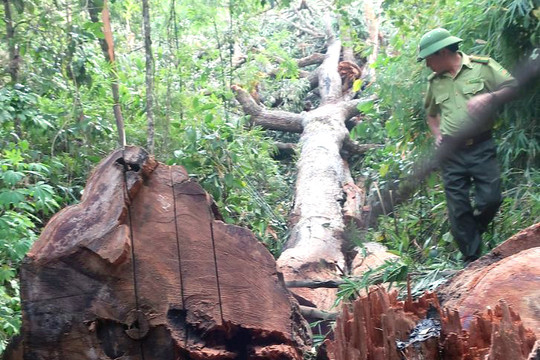 Gia Lai: Bắt tạm giam 4 đối tượng khai thác gỗ trái phép