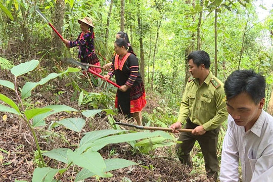 Mường Chà (Điện Biên): Đồng bào DTTS giữ rừng nhờ chính sách chi trả DVMTR 