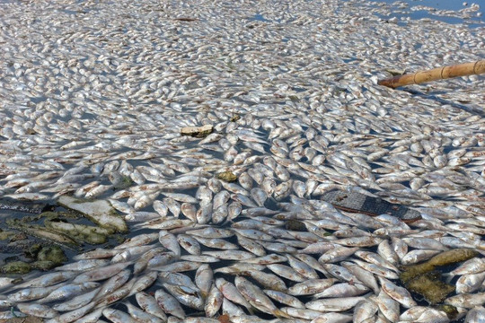 Đà Nẵng: Cá chết nổi trắng trên mặt sông Cổ Cò
