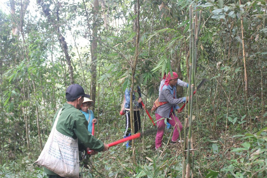 Người dân bản Hua Rốm (Điện Biên) yên tâm giữ rừng