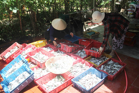 Người dân miền biển Thừa Thiên Huế chế biến hàng tấn cá gửi vào bà con TP.HCM