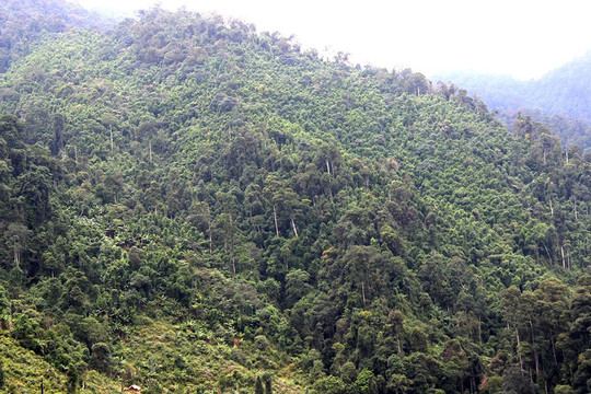 Bát Xát – Lào Cai: Giữ rừng bằng chi trả dịch vụ môi trường rừng