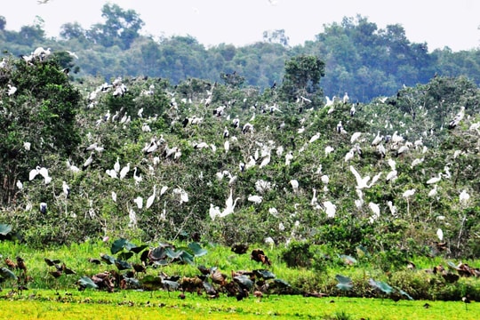 Bảo tồn đa dạng sinh học là trách nhiệm của toàn xã hội