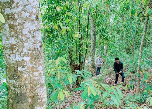 Mường Ảng (Điện Biên): Hiệu quả từ chính sách chi trả dịch vụ môi trường rừng