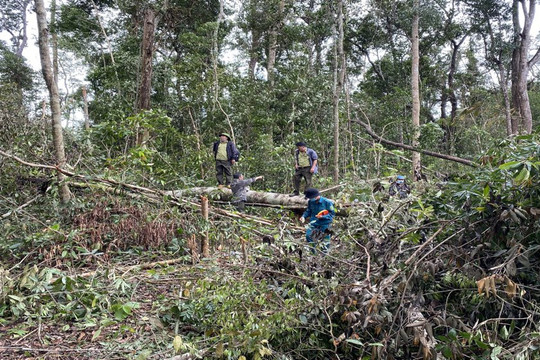 Đắk Nông: Xử phạt 1,5 tỷ đồng các đối tượng phá rừng phòng hộ