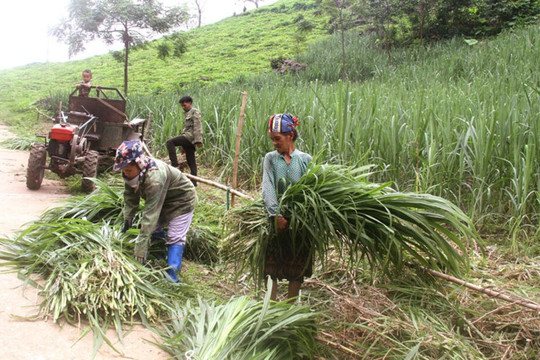 Ưu tiên giao đất ở, đất sản xuất cho đồng bào dân tộc thiểu số và miền núi