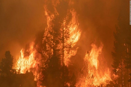 Cháy rừng ở Tây Ban Nha thiêu rụi 1.000 ha rừng