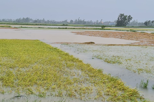Quảng Ngãi: Nhiều diện tích lúa, hoa màu thiệt hại do bão số 5 