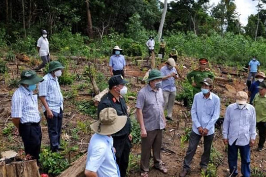 Phú Yên: Khởi tố 2 vụ phá rừng 