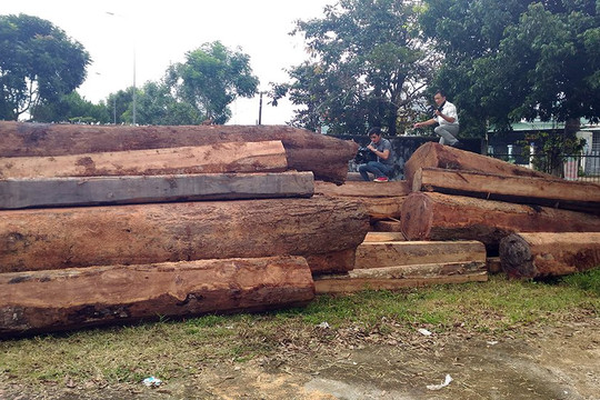 Hai cán bộ vướng lao lý vì để mất gần 50 khối gỗ rừng