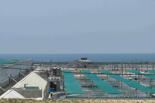 Phú Yên: Công ty Trí Huệ và Công ty thuỷ sản Trường Hải vẫn xả thải gây ô nhiễm