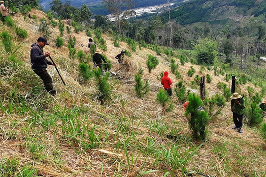 Gia Lai: Ngát xanh những cánh rừng vừa phát triển kinh tế vừa ứng phó với biến đổi khí hậu