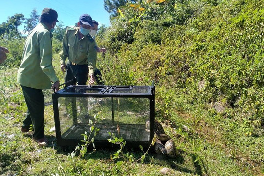 Đà Nẵng: Thả trăn gấm quý hiếm về tự nhiên