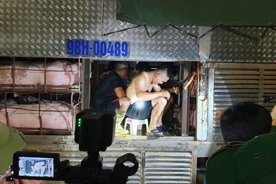 Quảng Ninh: Phát hiện 4 người trốn trên thùng xe chở lợn nhằm 'thông chốt' phòng dịch Covid-19