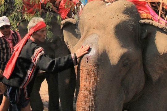 Đặc sắc lễ cầu sức khỏe cho voi
