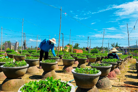 Quảng Ngãi: Lo đầu ra, nông dân giảm diện tích trồng vụ hoa Tết