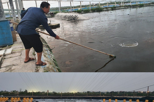 Hải Phòng: Nhiều nông sản tới kỳ thu hoạch bị thiệt hại do bão số 7