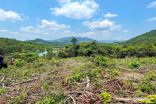 Quảng Bình: Rà soát quỹ đất, đăng ký kế hoạch trồng rừng thay thế năm 2022