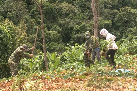 Quảng Bình: VQG Phong Nha - Kẻ Bàng trồng phục hồi rừng tại các điểm sạt lở đất