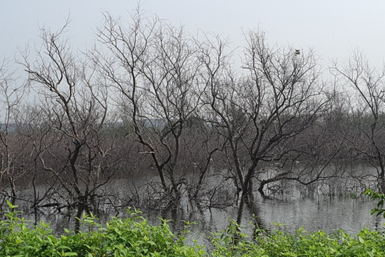 Hải Phòng: Vì sao 5,42 ha rừng cây ngập mặn bị chết hàng loạt?