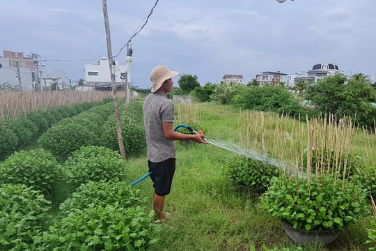 Bình Định: Nhọc nhằn nghề trồng hoa cúc