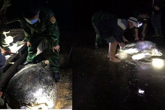 Quảng Bình: Thả cá thể rùa quý hơn 120 kg mắc lưới ngư dân về biển