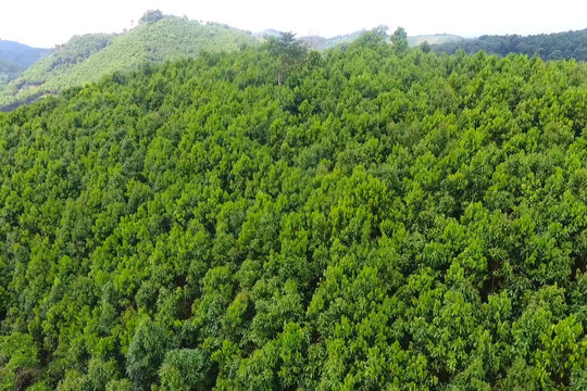 Yên Bái: Vẫn còn tình trạng đất rừng bị xâm lấn