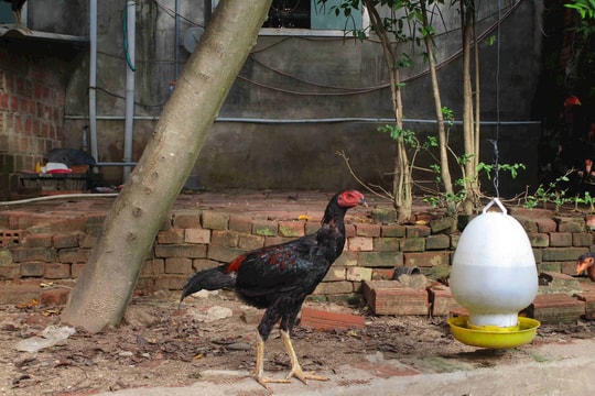 “Gà nòi đất võ Tây Sơn” nét đẹp tinh thần thượng võ